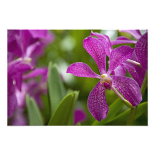 Singapore Sanskrit for Lion City). Nationalstaat Fotodruck