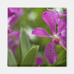 Singapore Sanskrit for Lion City). Nationalstaat Magnet