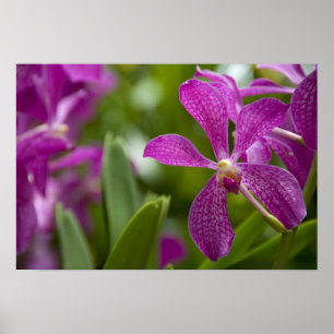 Singapore Sanskrit for Lion City). Nationalstaat Poster