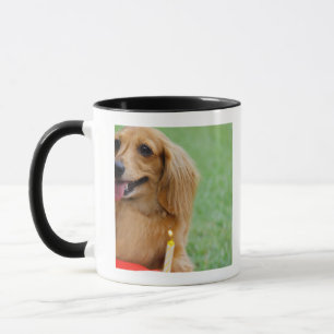 Singapur 8 tasse