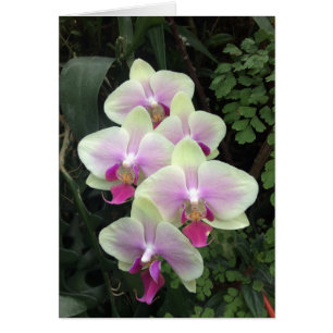 Singapur Orchideenkarte