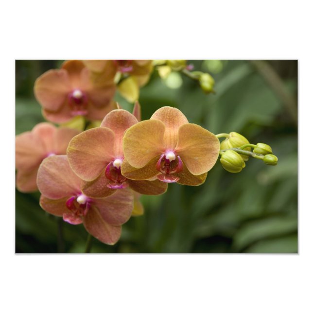 Singapur Sanskrit for Lion City). National 2 Fotodruck (Vorne)