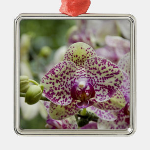 Singapur (Sanskrit for Lion City). Nationalstaat Ornament Aus Metall