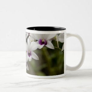 Singapur (Sanskrit für Löwenstadt). National 2 Zweifarbige Tasse