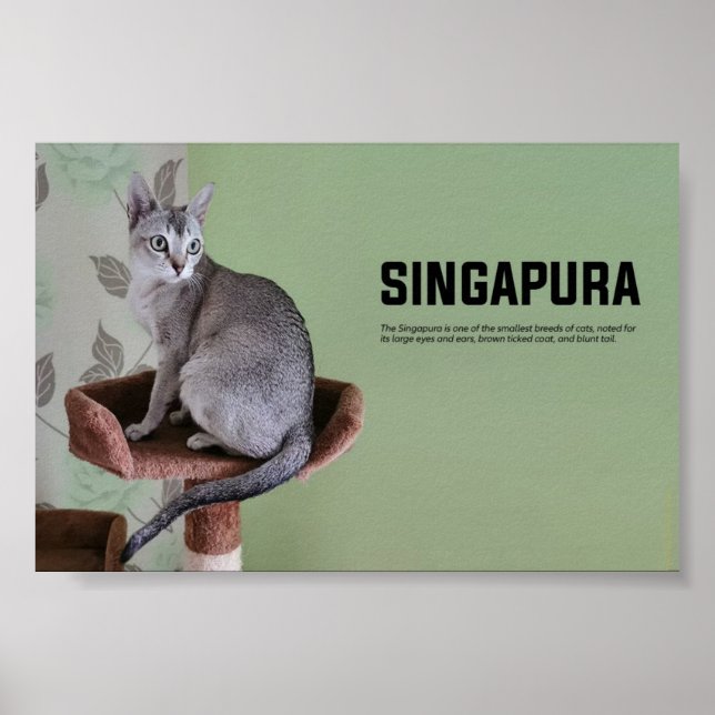 Singapura Cat Breed Poster (Vorne)