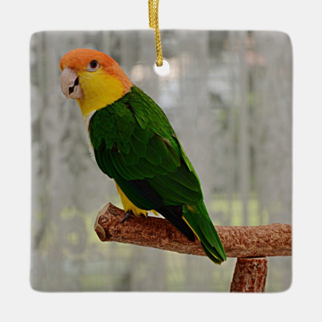 Singen von White Bellied Caique Parrot Keramikornament (Vorderseite)