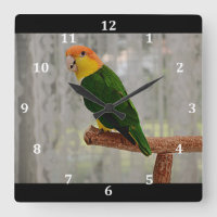 Singen von White Bellied Caique Parrot