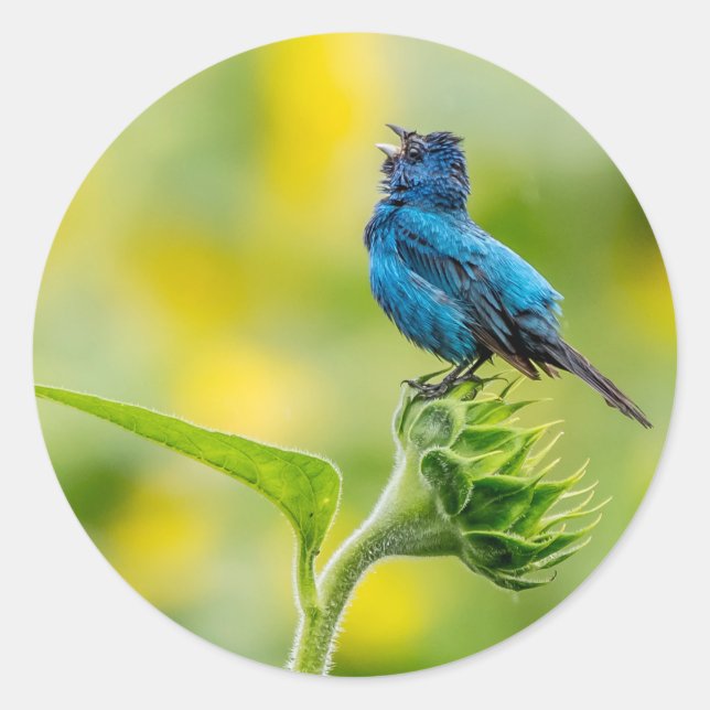 singend Indigo Bunting Runder Aufkleber (Vorderseite)