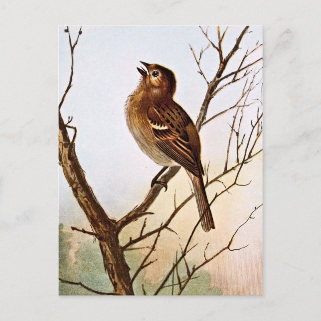 Singender Feldsperling Postkarte (Vorderseite)