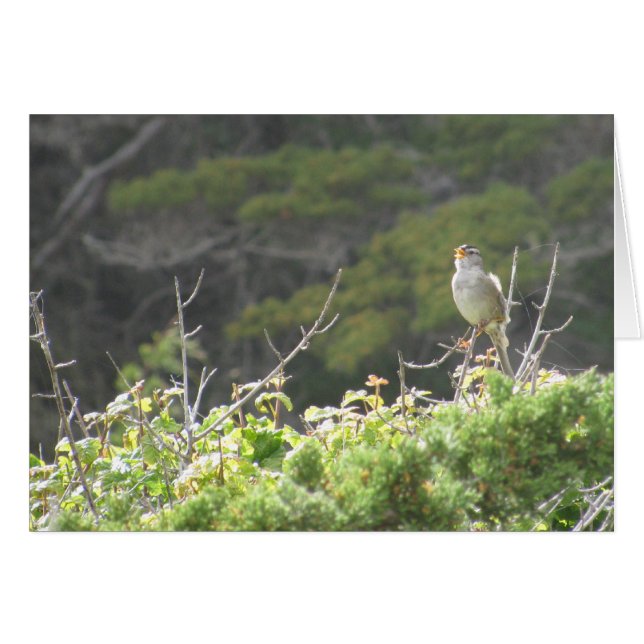 Singing Bird (Vorderseite (Horizontal))