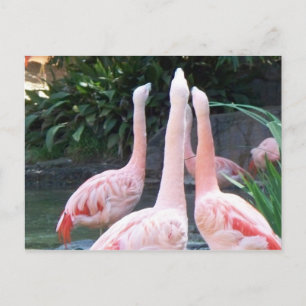 Singing Flamingos Postkarte