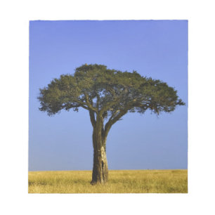 Single Acacia Baum auf Grasflächen, Masai Mara, Notizblock
