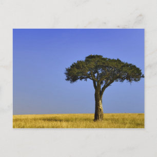Single Acacia Baum auf Grasflächen, Masai Mara, Postkarte