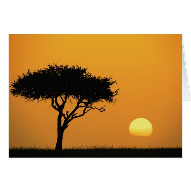 Single Acacia Baum Silhouette bei Sonnenaufgang, M (Vorderseite (Horizontal))