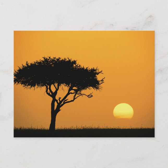 Single Acacia Baum Silhouette bei Sonnenaufgang, M Postkarte (Vorderseite)