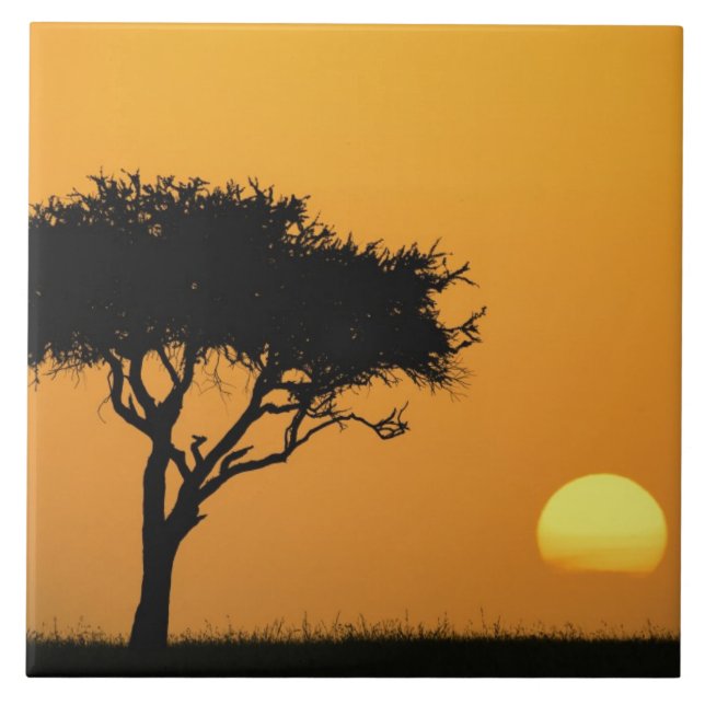 Single Acacia Baum silhouettiert bei Sonnenaufgang Fliese (Vorderseite)