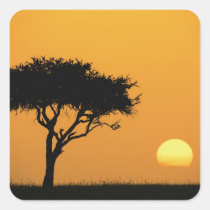 Single Acacia Baum silhouettiert bei Sonnenaufgang Quadratischer Aufkleber