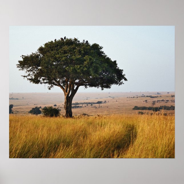 Single acacia tree on grasy Ebenen, Masai Mara, Poster (Vorne)