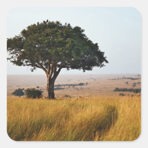 Single acacia tree on grasy Ebenen, Masai Mara, Quadratischer Aufkleber