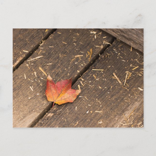 Single Ahornleaf im Fall Postkarte (Vorderseite)
