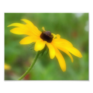 Single Black Mit Augen Susan Daisy Blume 8x10 Fotodruck