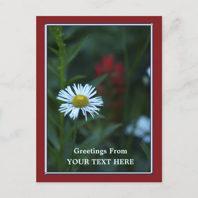Single Blue-White Daisy Greetings Floral Postkarte (Vorderseite)