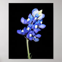 Single Bluebonnet mit schwarzem Hintergrund