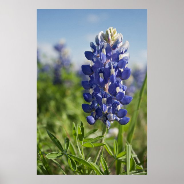 Single Bluebonnet Texas Poster (Vorne)