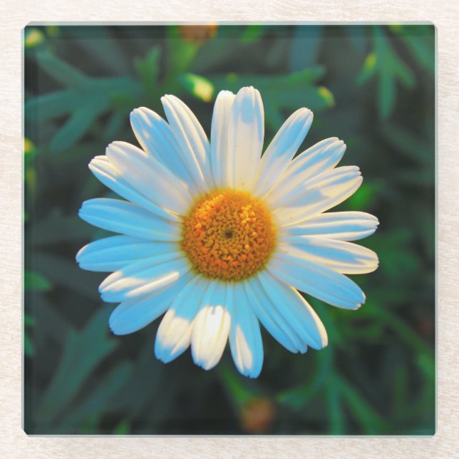 Single Bright Daisy Glasuntersetzer (Vorderseite)