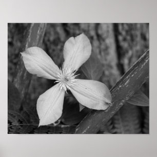 Single Clematis Blume Schwarz-Weiß Poster