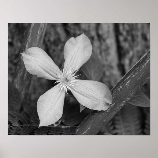 Single Clematis Blume Schwarz-Weiß Poster (Vorne)