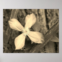 Single Clematis Blume Sepia Tint
