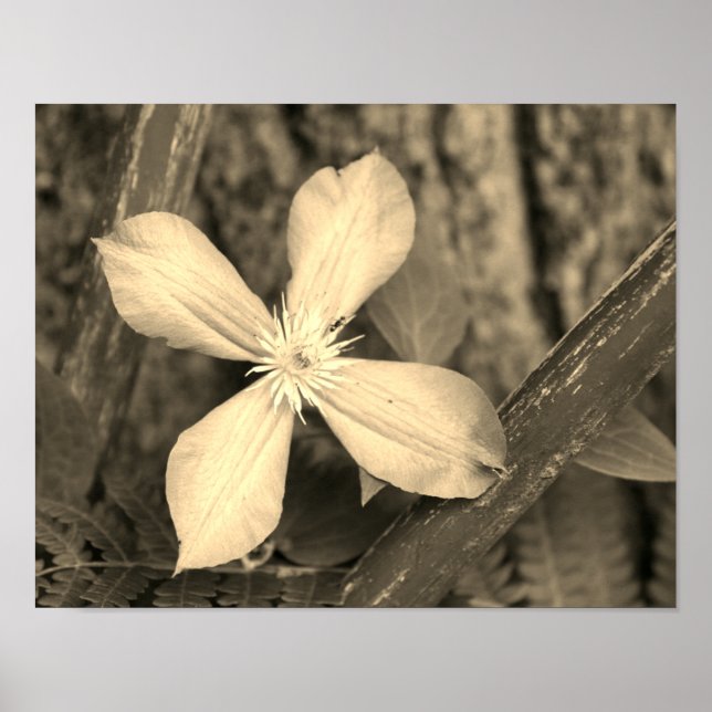 Single Clematis Blume Sepia Tint Poster (Vorne)