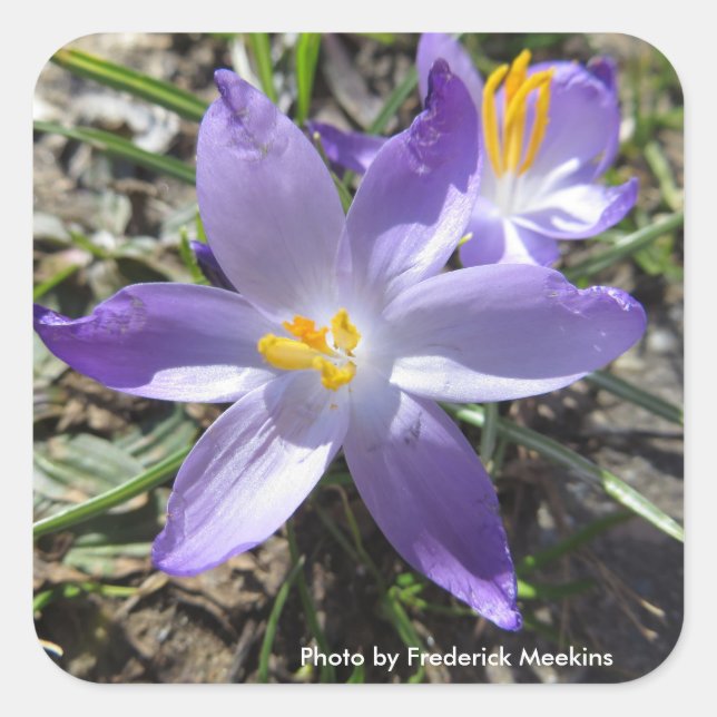 Single Crocus Quadratischer Aufkleber (Vorderseite)
