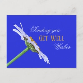 Single Daisy Blume auf Leinwand Postkarte