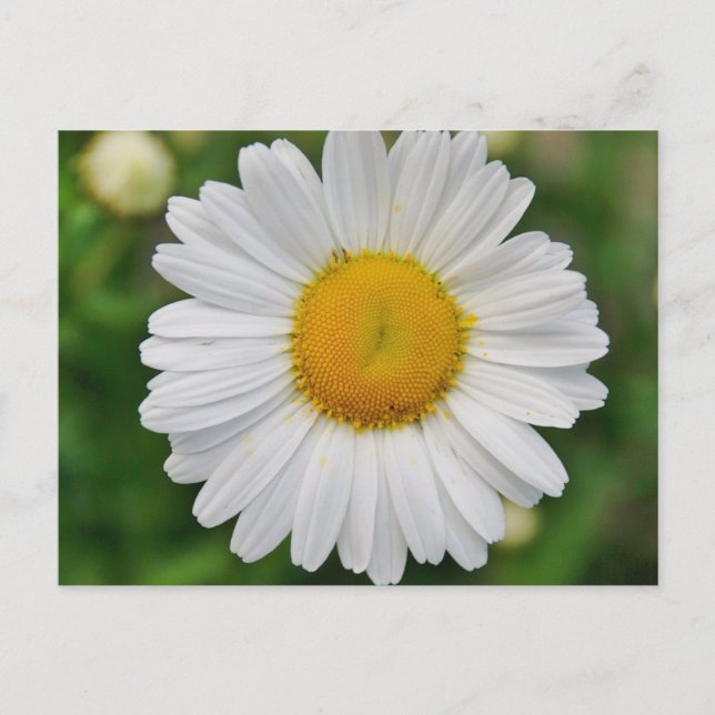Single Daisy Blume Postkarte (Vorderseite)
