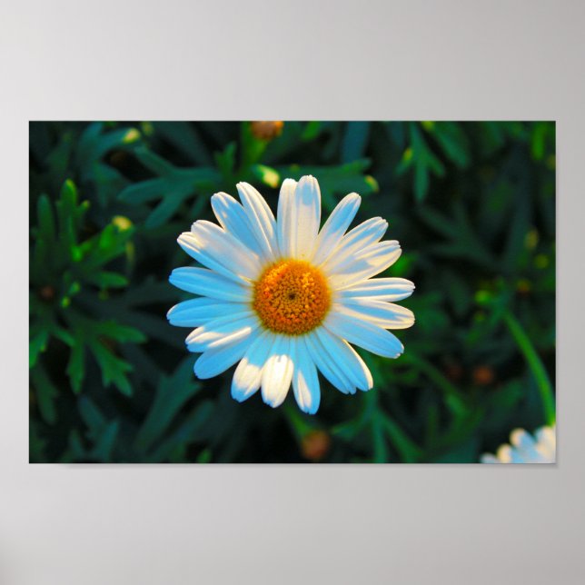 Single Daisy Poster (Vorne)