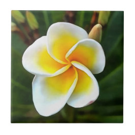 Single Frangipani Blossom Kunstvoll wandern im Val Fliese