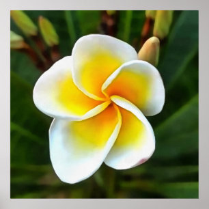 Single Frangipani Blossom Kunstvoll wandern im Val Poster