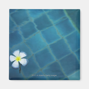 Single frangipani Blume schwimmend in Wasser Magnet