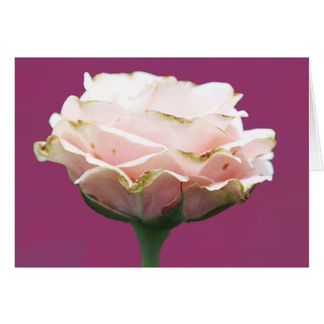 Single Frische Rose (Vorderseite (Horizontal))