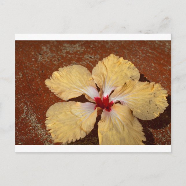 Single Gelbe Hibiskus Blume Postkarte (Vorderseite)