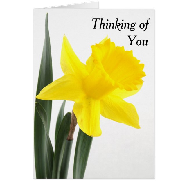 Single Gelbe Narzisse Daffodil (Vorne)