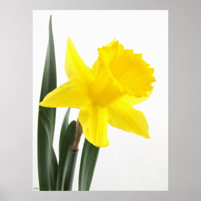 Single Gelbe Narzisse Daffodil Poster (Vorne)