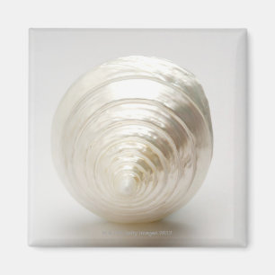 Single gewundener Seashell Magnet