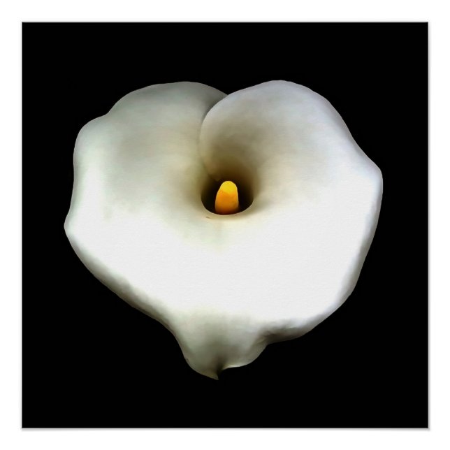Single Heart Shaped Calla Lily Abgeschieden Poster (Vorderseite)