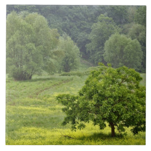 Single in landwirtschaftlichen Betrieben, Toskana, Fliese