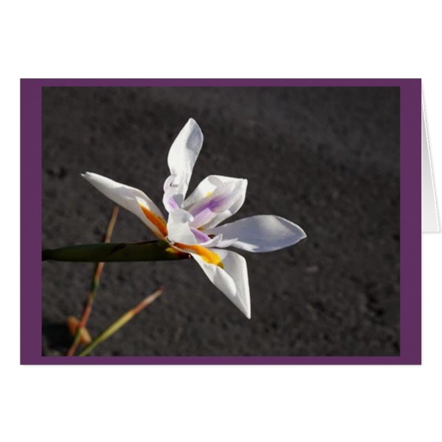 Single Iris (Vorderseite (Horizontal))