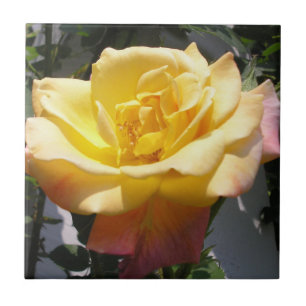 Single Joseph's Coat-Rose Fliese