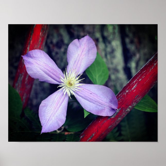 Single Lavender Clematis Blume Poster (Vorne)